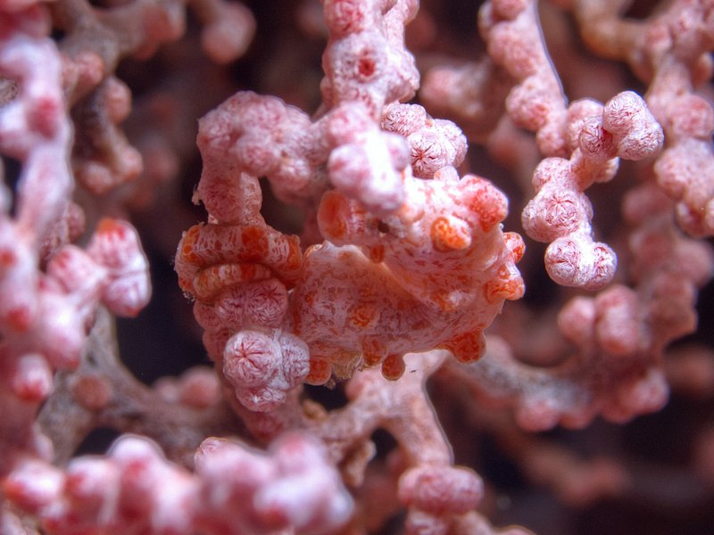 Pygmy Seahorse, Trawangan Slope